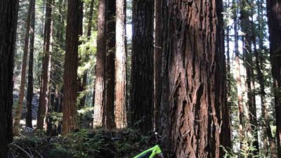 Bikerumor Pic Of The Day: Soquel Demonstration State Forest, California