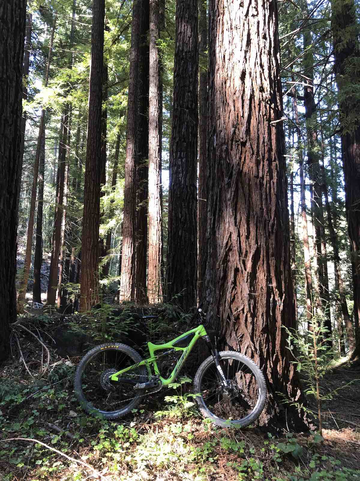 Bikerumor pic of the day a bright green mountain bike sits under a giant redwood tree in the santa cruz mountains of california
