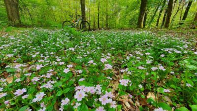 Bikerumor Pic Of The Day: Wageningen, Netherlands