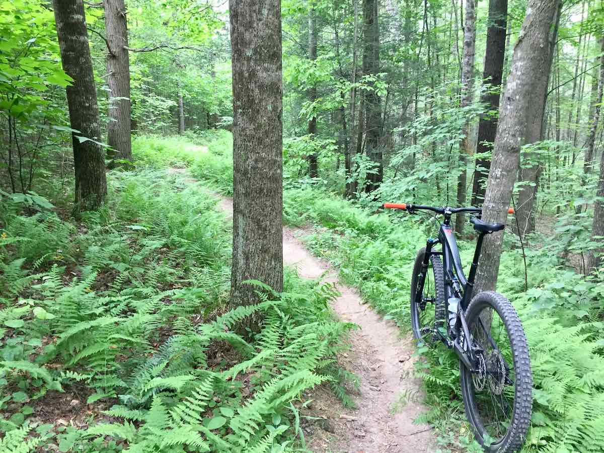 bikerumor pic of the day narrow back mountain bike dirt trail with ferns surrounding it among the trees with new leaves.