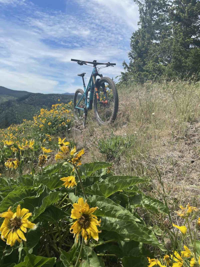 bikerumor pic of the day a mountain bike is on a trail that is covered in tall grass with sunflowers to one side the trail slopes so that you can see trees at the top and a mountain valley below, it is sunny and there are whips clouds in the sky.