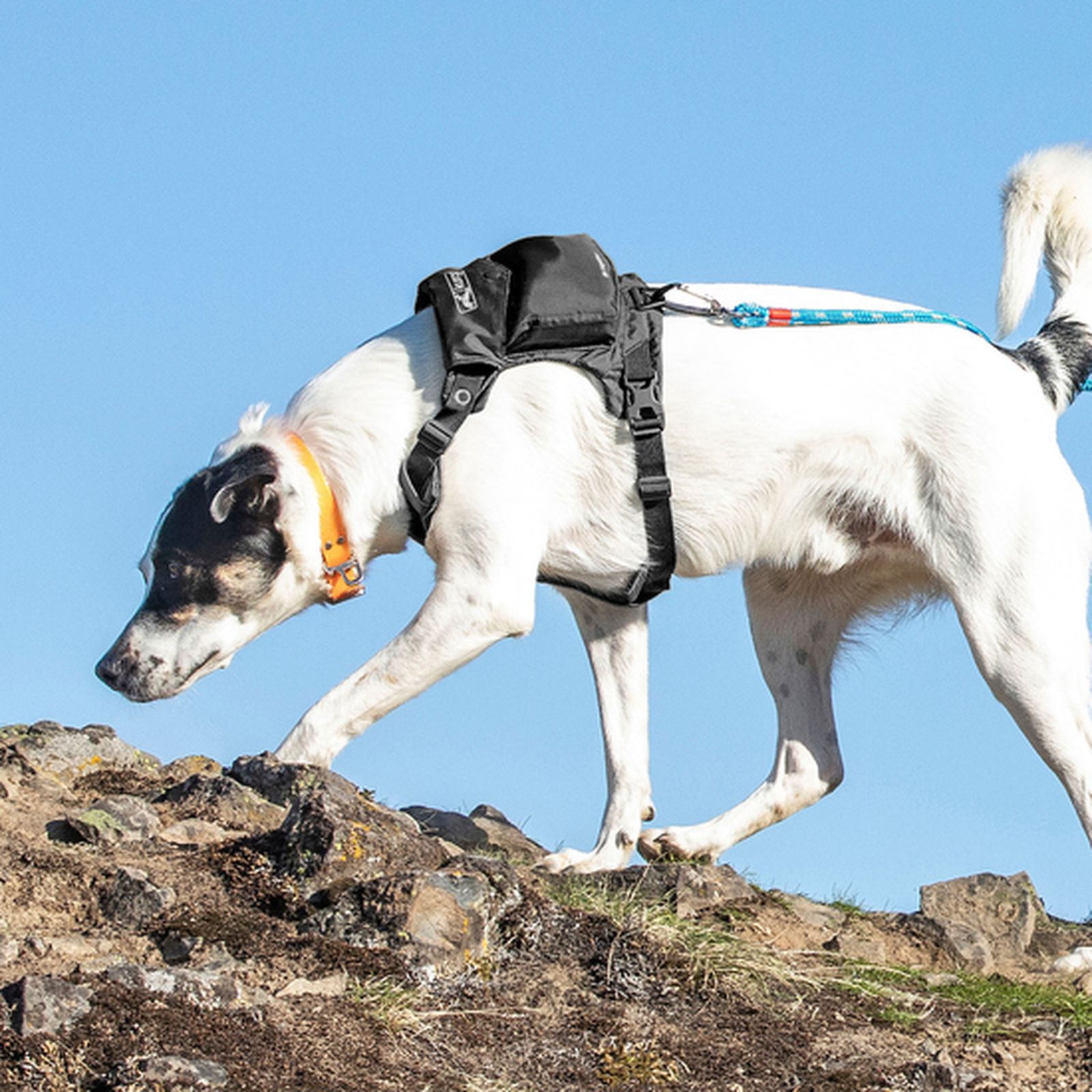 kurgo stash and dash best trail dog gear