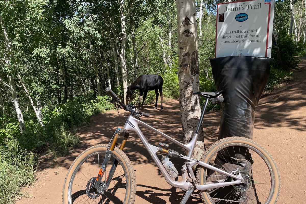 bikerumor pic of the day a mountain bike leans against a trail head with a moose in the distance blocking the trail, there are trees on either side of the trail creating shade from the direct sun.