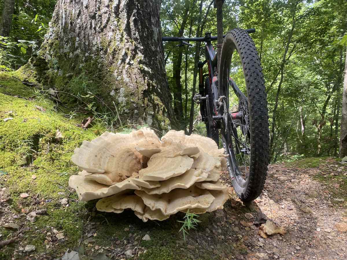 bikerumor pic of the day a large chicken of the woods mushroom grows by the side of a dirt trail mountain bike is leaned against a tree behind it.