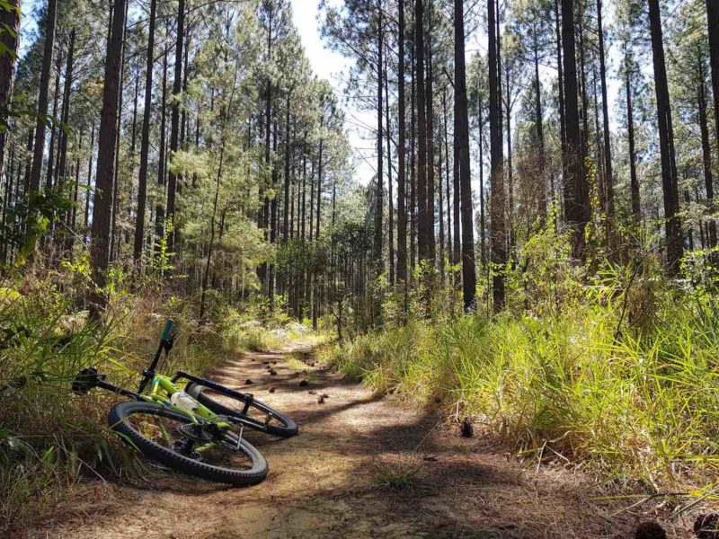 a mountain bike lays on its side on a pine straw covered trail, surrounded by pine trees, the sun shines through and the sky is bright.