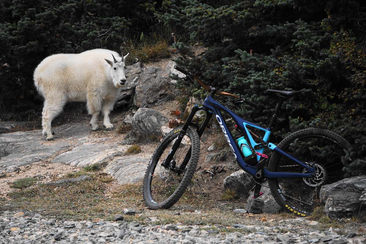 bikerumor pic of the day a mountain goat seems to be looking at a mountain bike that is leaning against a rock near a pine tree.