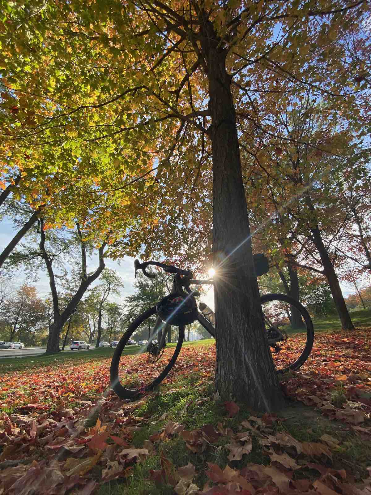 bikerumor pic of the day a bicycle leans agains the trunk of a tree, the sun is shining from behind and directly into the camera lens, the trees leaves are yellow and there are brown leaves on the ground surrounding the tree.