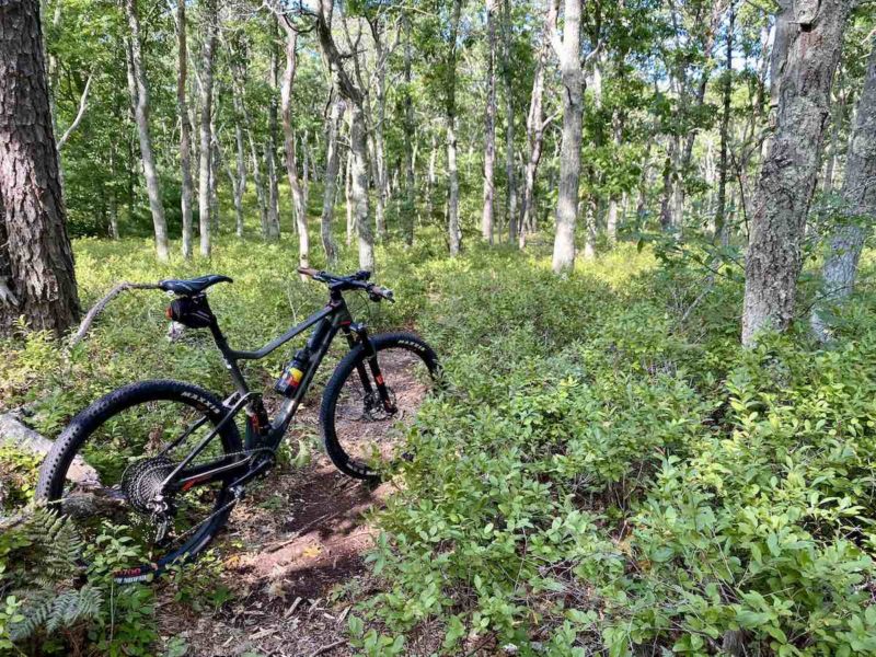 bikerumor pic of the day a mountain bike is on a dirt trail among a lush green shrub clearing with white trunked trees surrounding.