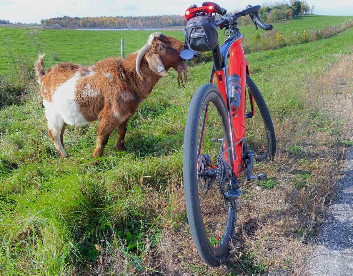 bikerumor pic of the day a goat is inspecting a red gravel bicycle along a road that meets a field full of green grass.