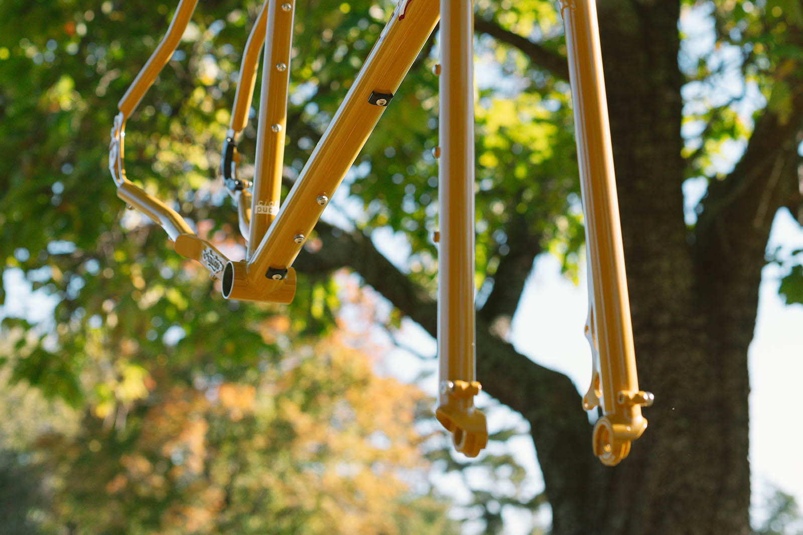 an amigo frameworks frame suspended from a tree