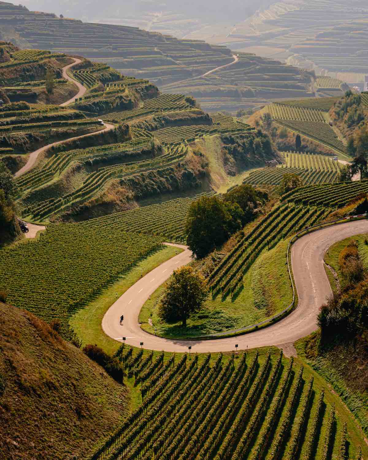 bikerumor pic of the day photo of a cyclist from far away in the middle of a curvy road surrounded by vineyards that grow up the sides of the mountain. The sky is hazy and the sun is bright.