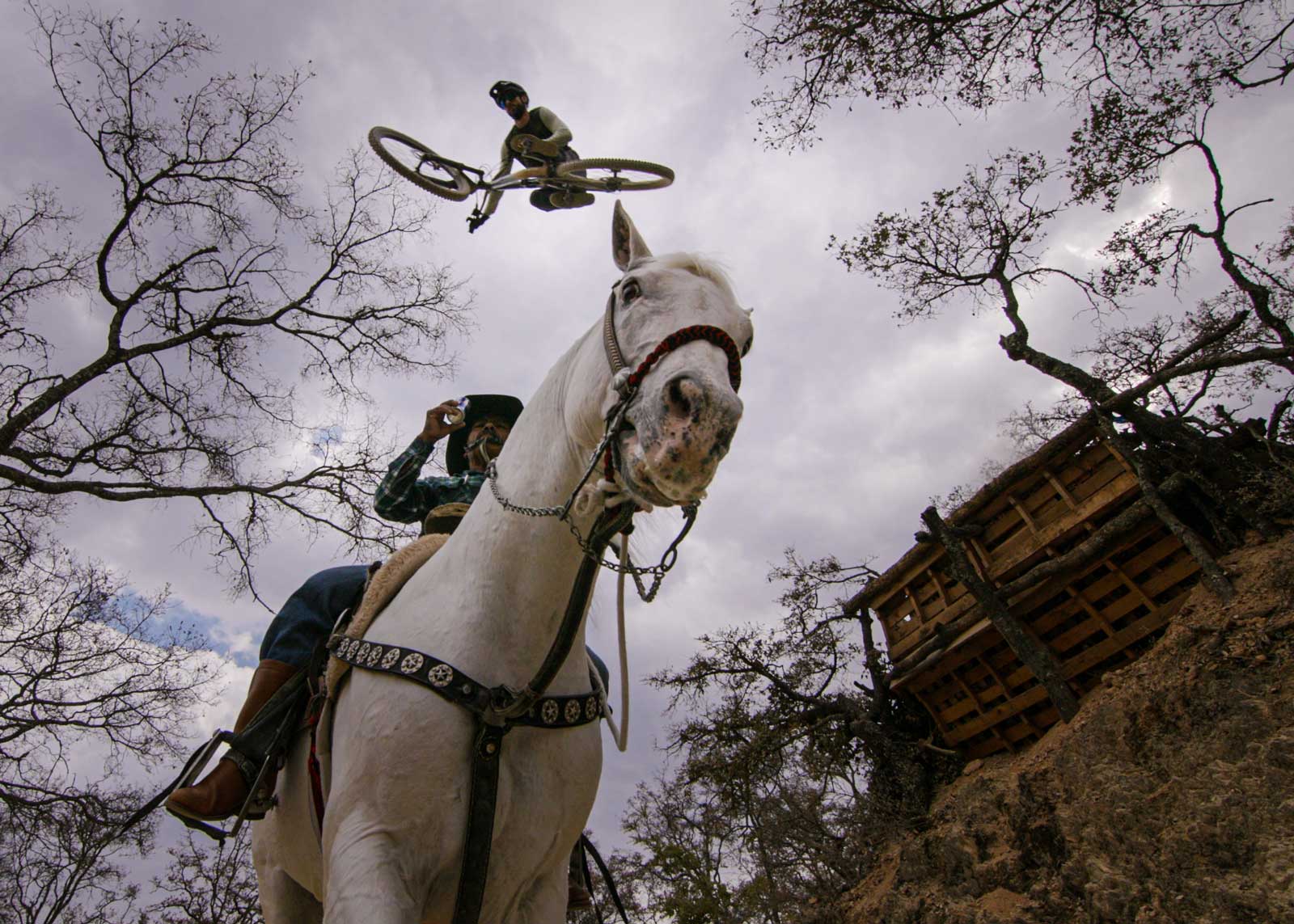 kilian bron colors of mexico jumping horse
