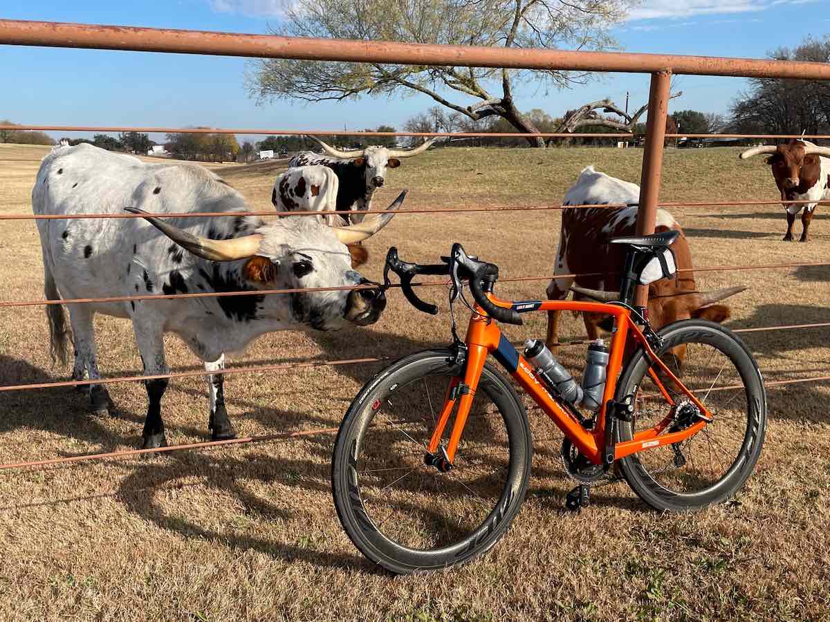 bikerumor pic of the day a red bicycle leans against a metal gate with a longhorn cattle behind the gate peeking out at the bike, the sky is clear and a scrawny tree is in the distance.