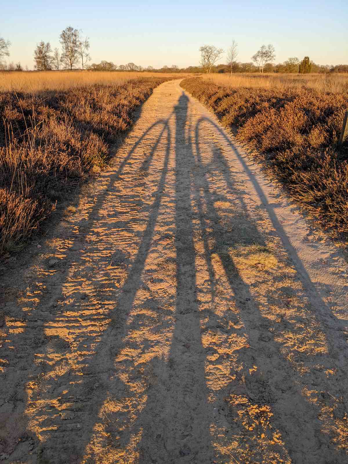 bikerumor pic of the day the shadow of a cyclist covers at dirt path running through a golden field, the sun is low and the sky is clear and pale blue.