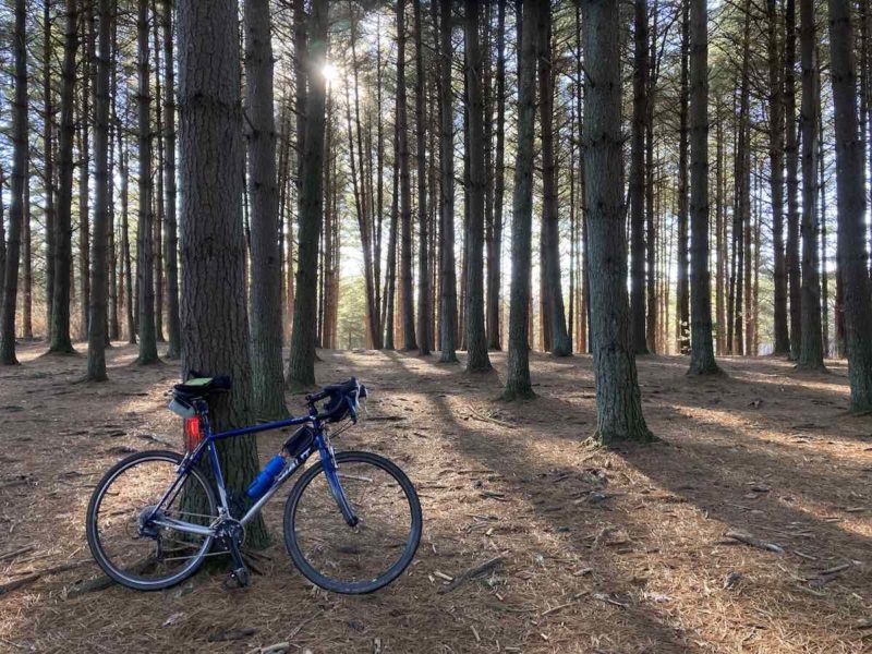 bikerumor pic of the day a bicycle leans against a straight tall tree trunk surrounded by other straight tall tree trunks the ground is covered in brown pine needles and the sun is peeking out through the trees.