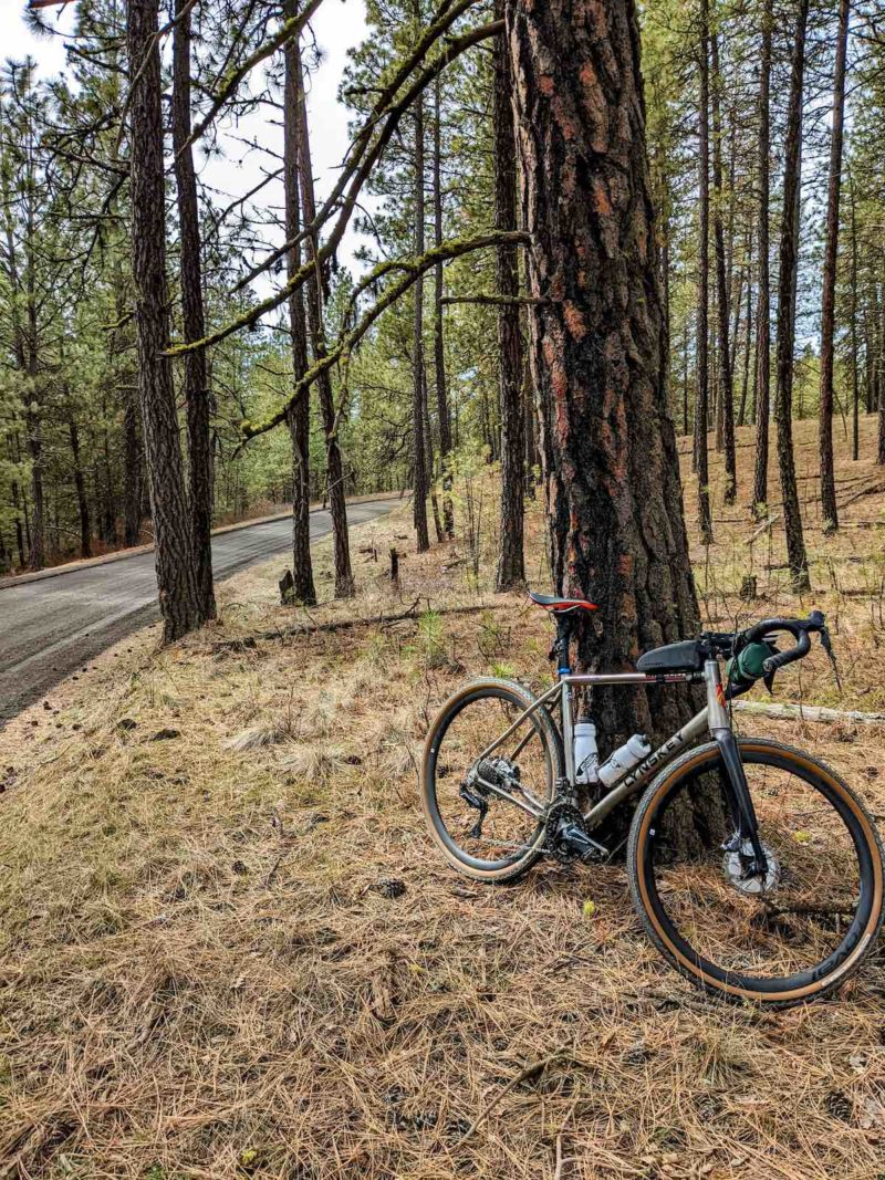 bikerumor pic of the day a gravel bike leans agains the trunk of a pine tree in a grove of pine trees the ground is covered in pine needles, there is a gravel road nearby heading off through the trees.