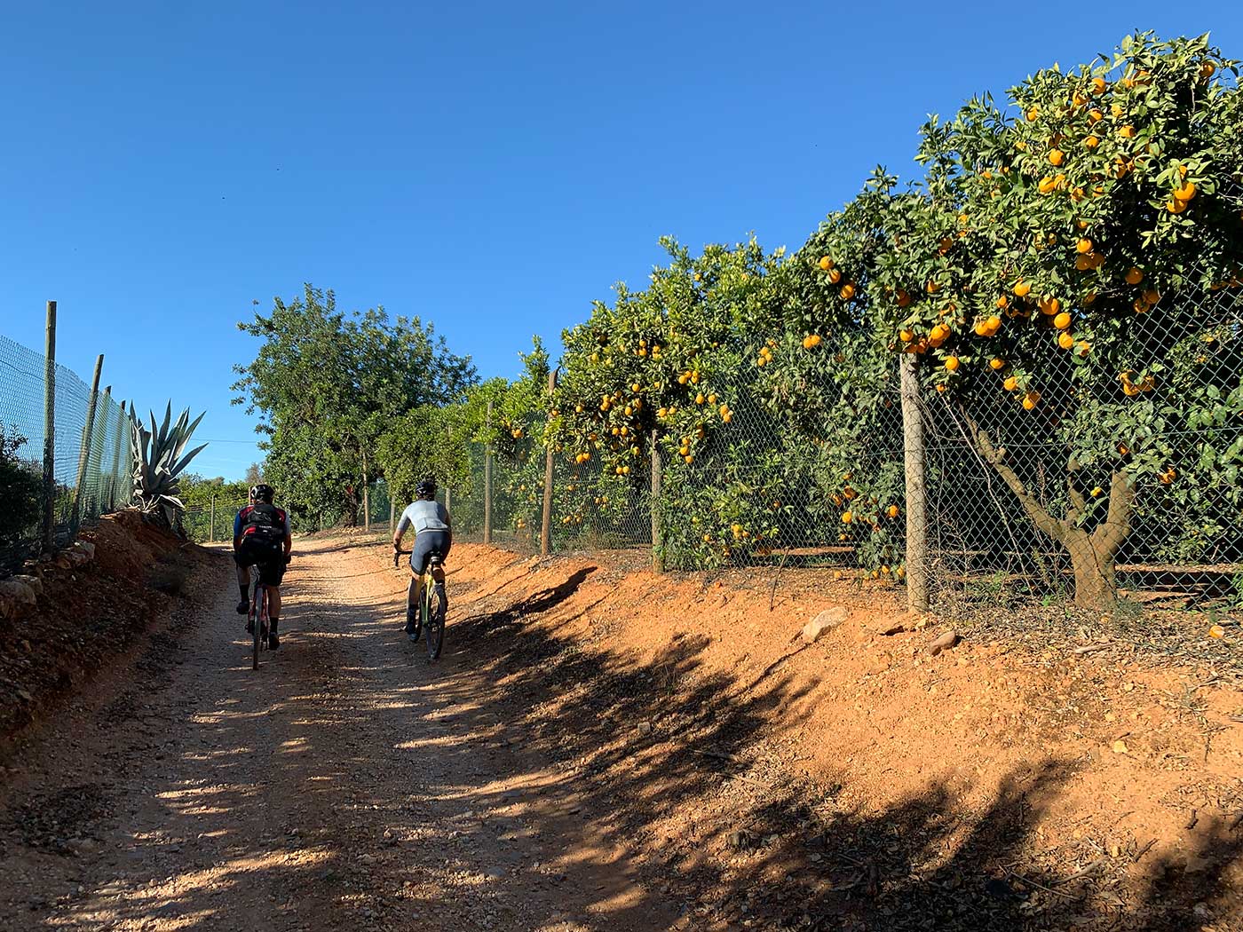 riding through orange groves in portugal