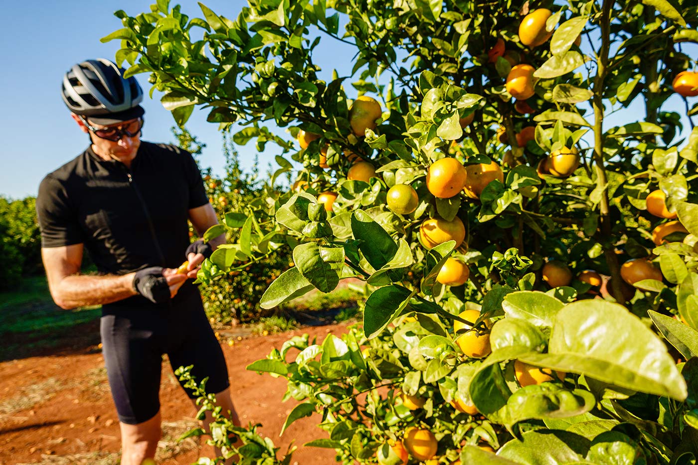 riding by citrus trees in portugal