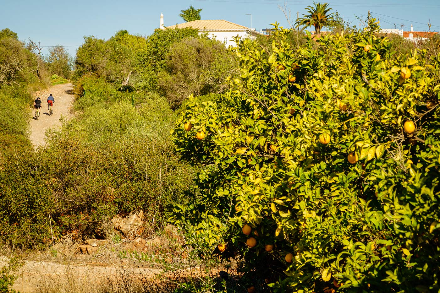 riding by citrus trees in portugal