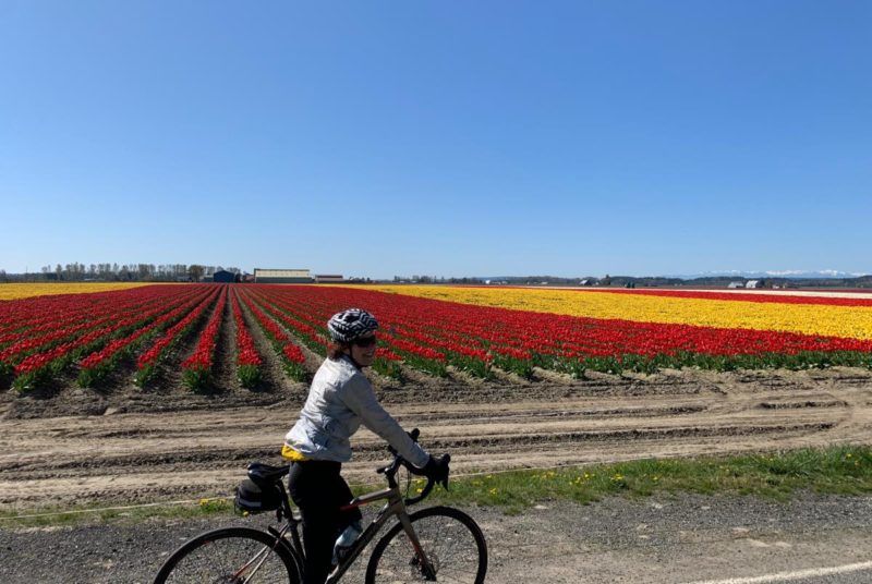 bikerumor pic of the day a cyclist poses in front of a field of red and yellow tulips, the sky is clear and blue.
