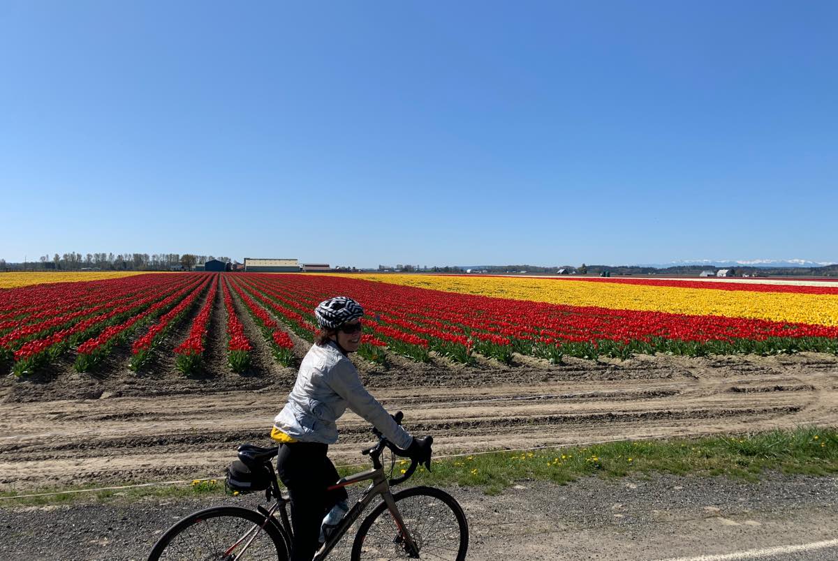 bikerumor pic of the day a cyclist poses in front of a field of red and yellow tulips, the sky is clear and blue.