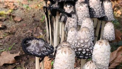 Bikerumor Pic Of The Day: Pennsylvania Fungi