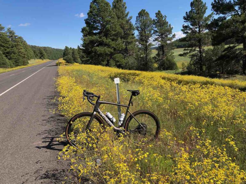 bikerumor pic of the day a road bicycle is leaning against a road marker on the side of a paved road in the midst of hello flowering field with pine trees surrounding and a clear blue sky