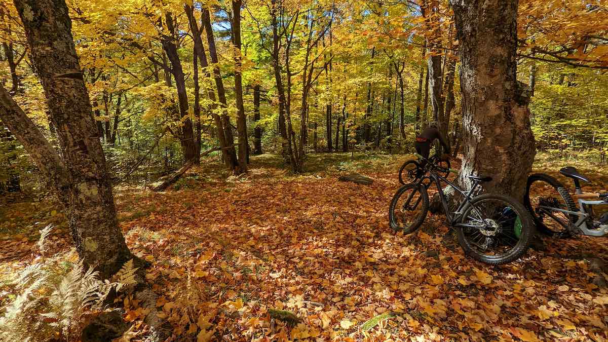 bikerumor pic of the day a clearing in the woods covered in fallen leaves there are a few mountain bikes leaning against a tree on the right of the frame