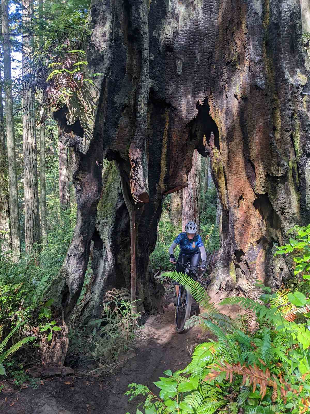 bikerumor pic of the day a mountain biker is riding through a redwood tree stump in a redwood forest