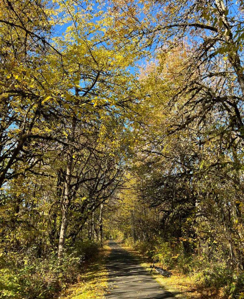 bikerumor pic of the day a bicycle lays on the side of a paved path that runs through a grove of trees with yellow leaves, the sky is bright and clear.