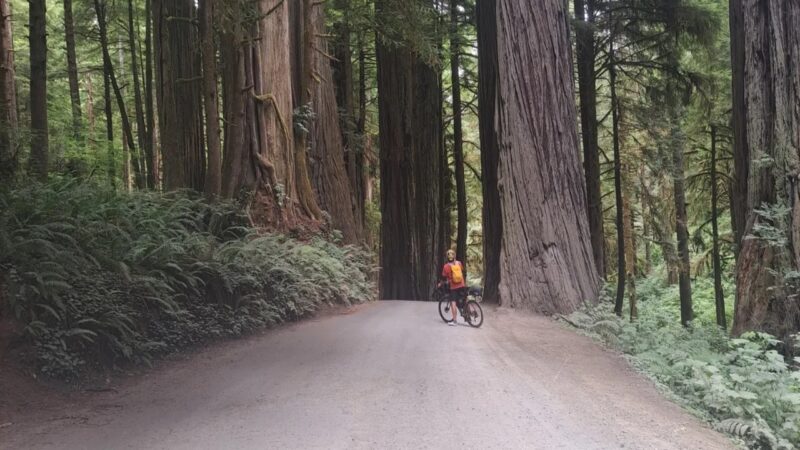 Summit Cycling Adventure big redwoods