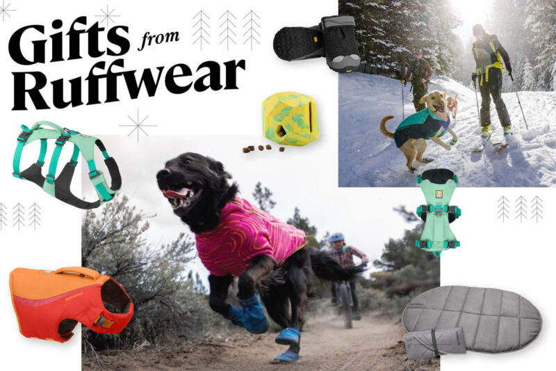 The Best Gifts for Your Trail Dog