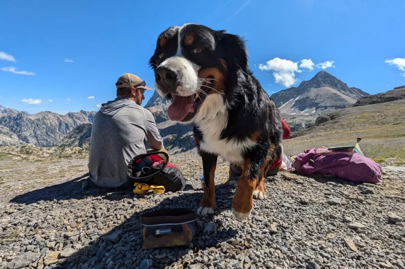 How to Press Paws and Seize the Day With Your Trail Dog