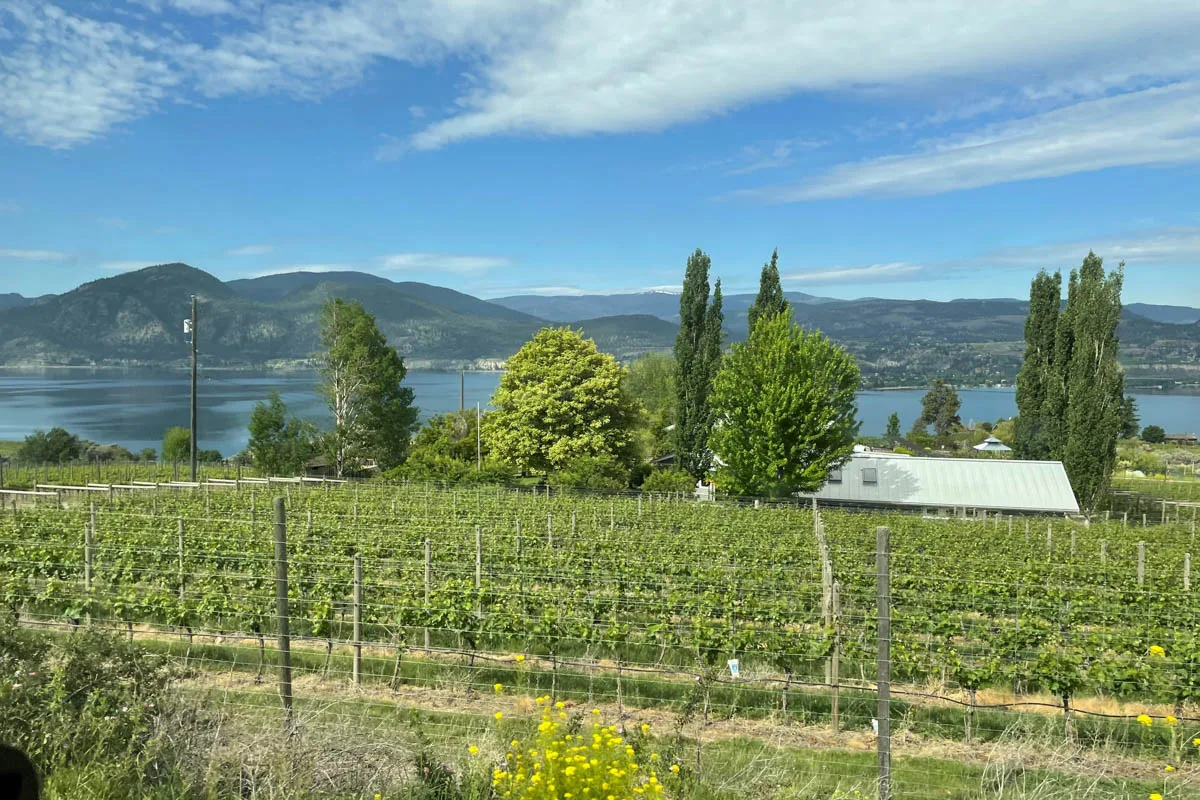 Mega Volt 2025, Naramata vineyards