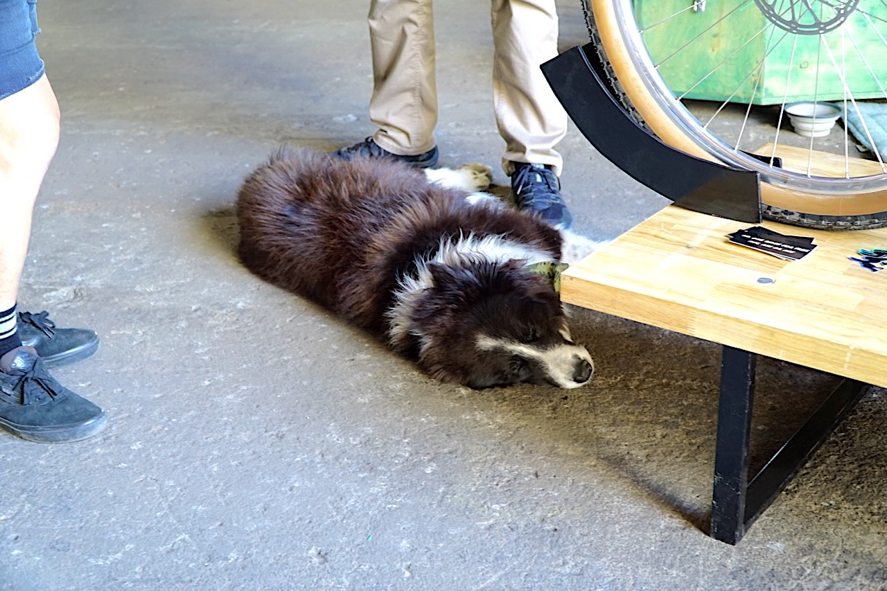 MADE 2025 Random Photo Dump donkilope pup