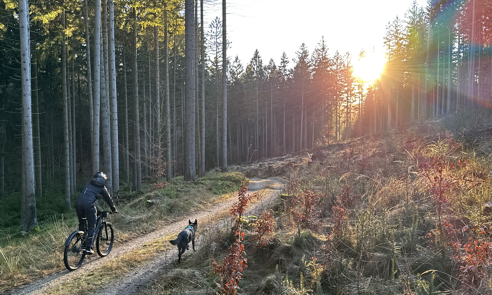 2026 BikeRumor bike industry predictions, dog walking with an ebike