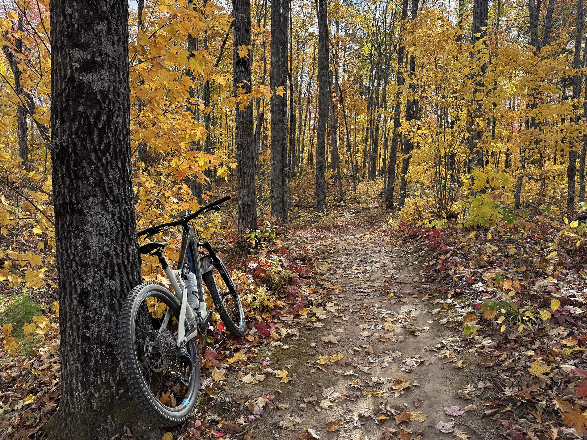 Ari Nebo Peak e-MTB Review: Light Weight eMTB Covers All the Bases (&Velocio Ultrapack Insulated Hoo Damp Ridesof Ground) Recon Backpack Review: Solid Options for Cold & Damp Rides 17 ari nebo peak eMTB in a forest with yellow leaves.