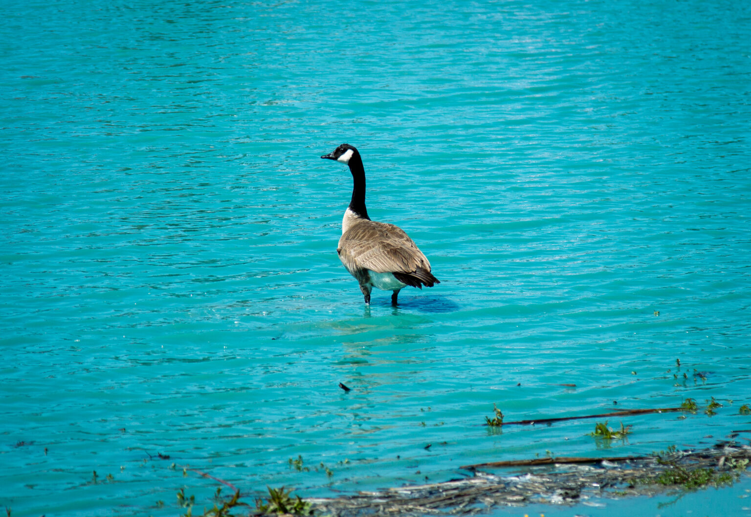 Blue pond with confused Canada goose